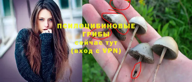 Псилоцибиновые грибы Cubensis  наркота  Талица 